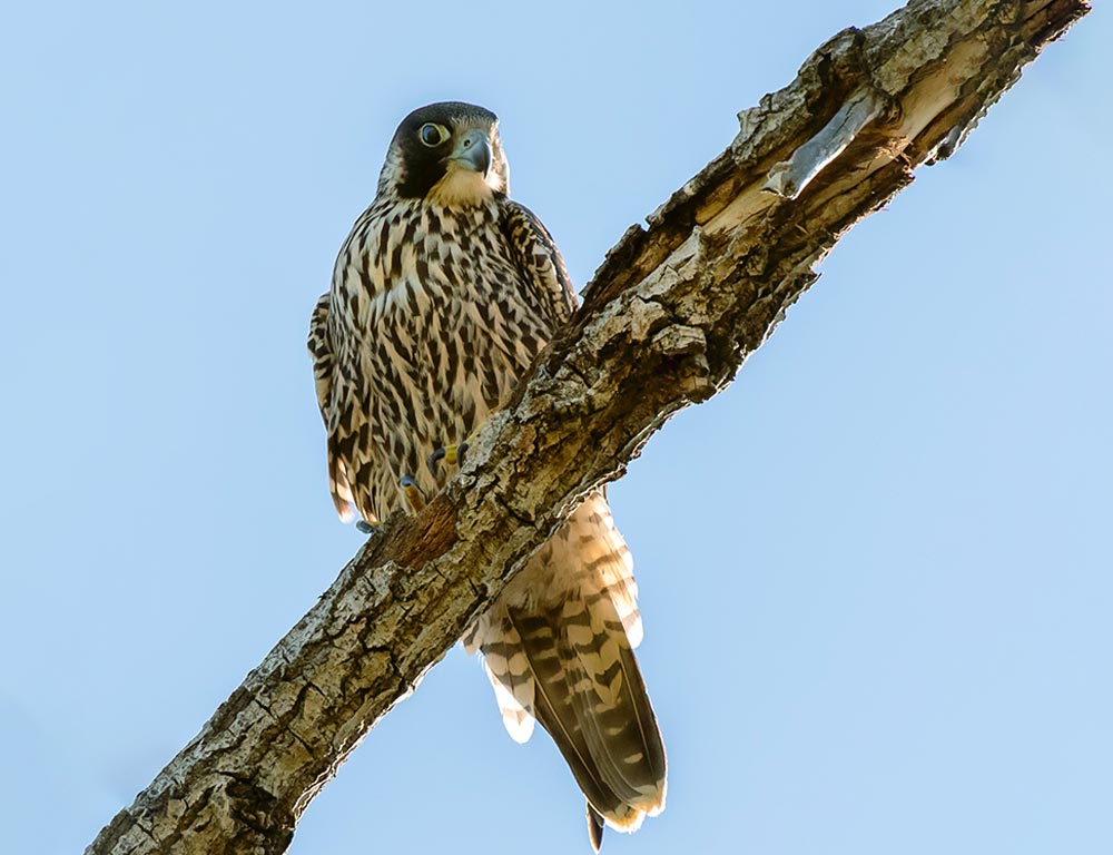 Peregrine Falcon