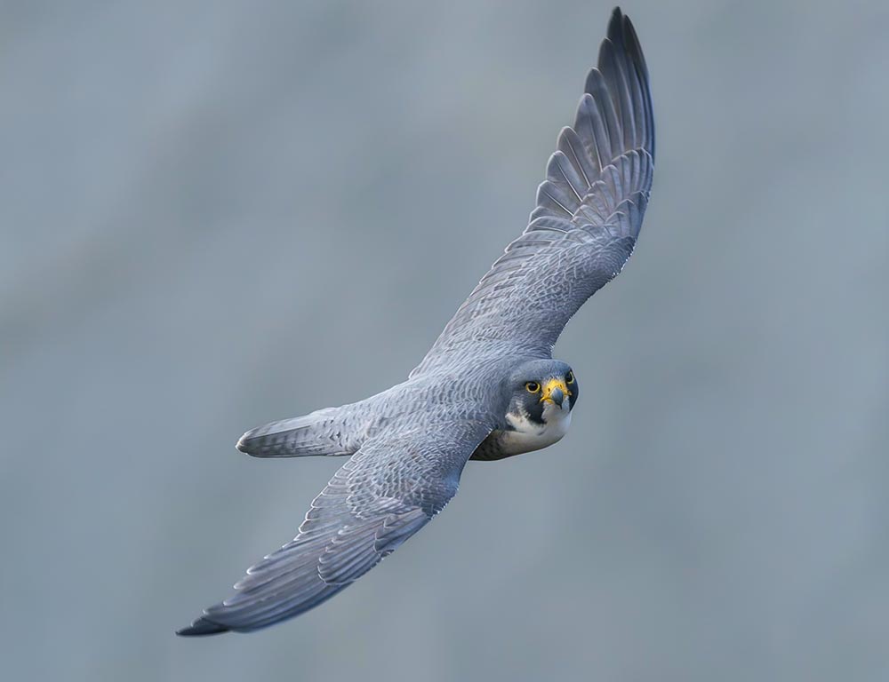 Peregrine Falcon