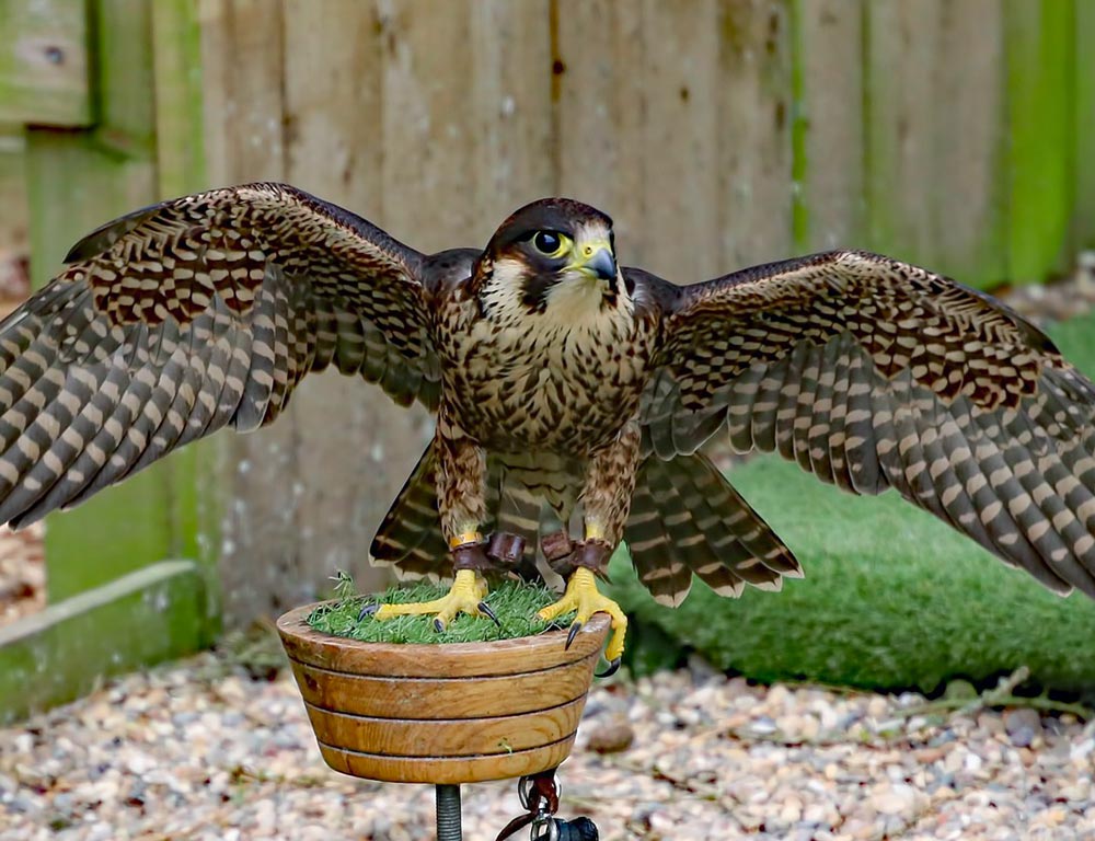 Peregrine Falcon