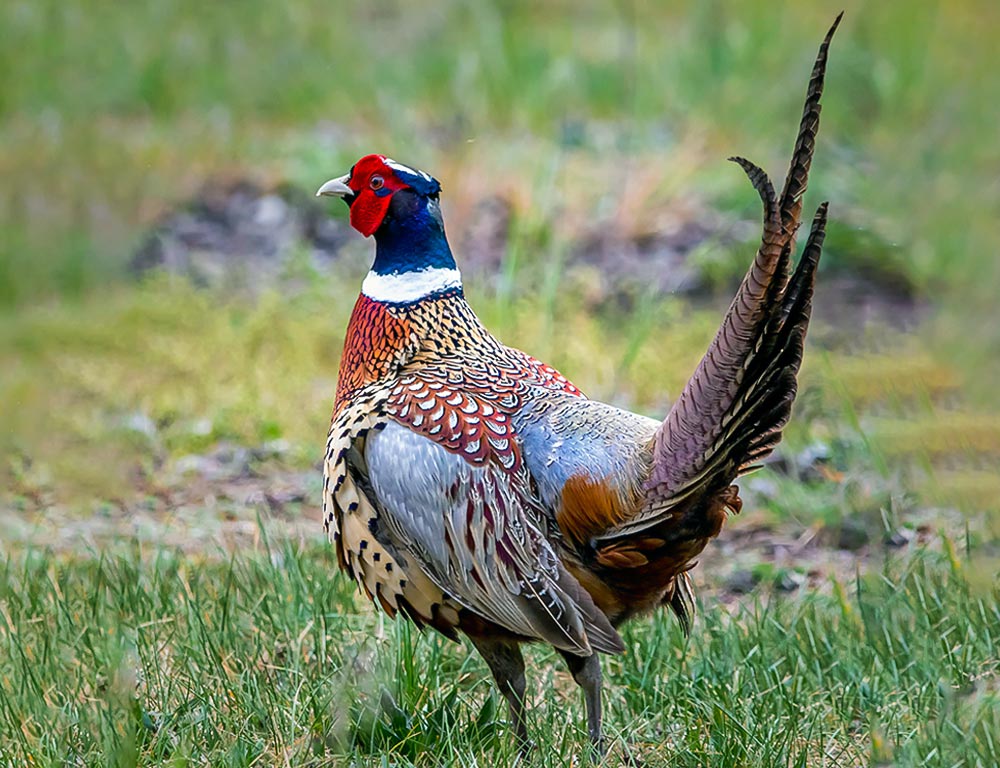 Pheasants