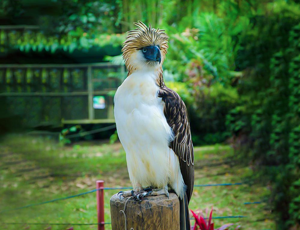 Philippine Eagle