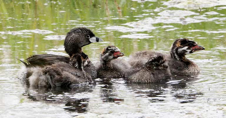 Pied-billed Grebe Life History