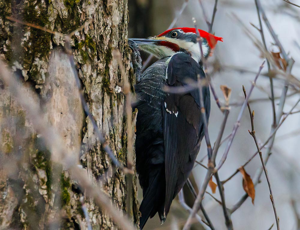 Pileated Woodpecker