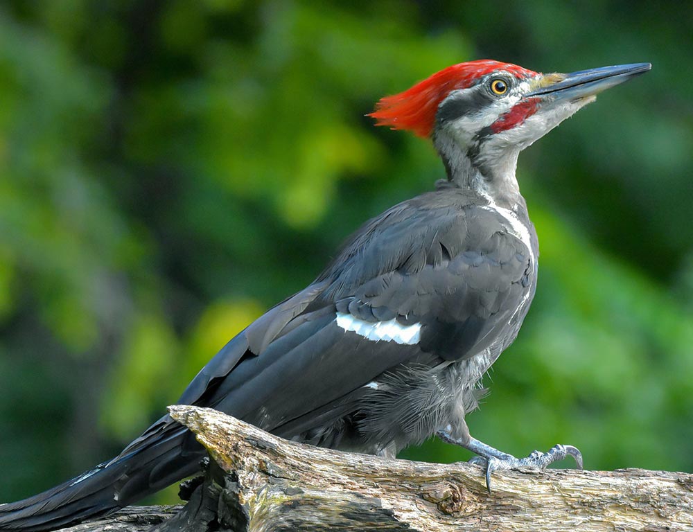 Pileated Woodpecker