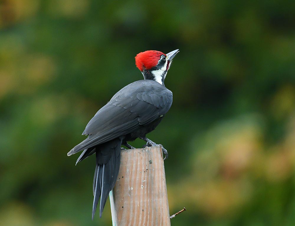 Pileated Woodpecker