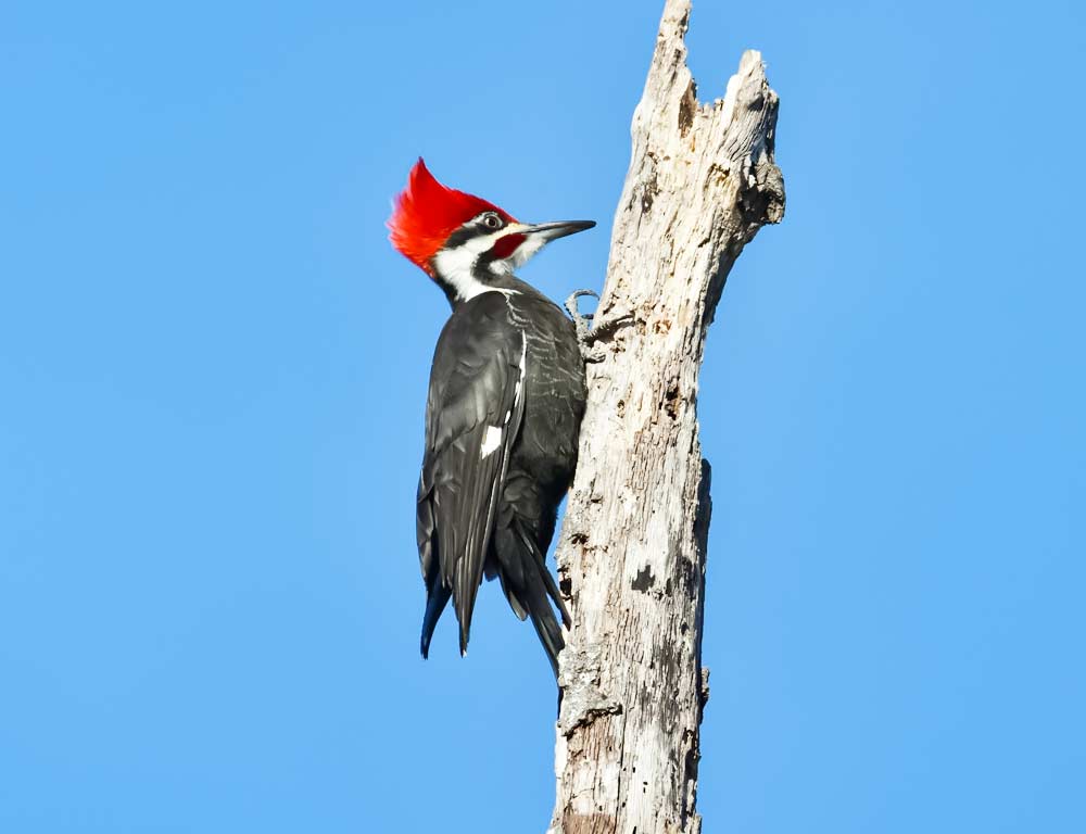 Pileated Woodpecker