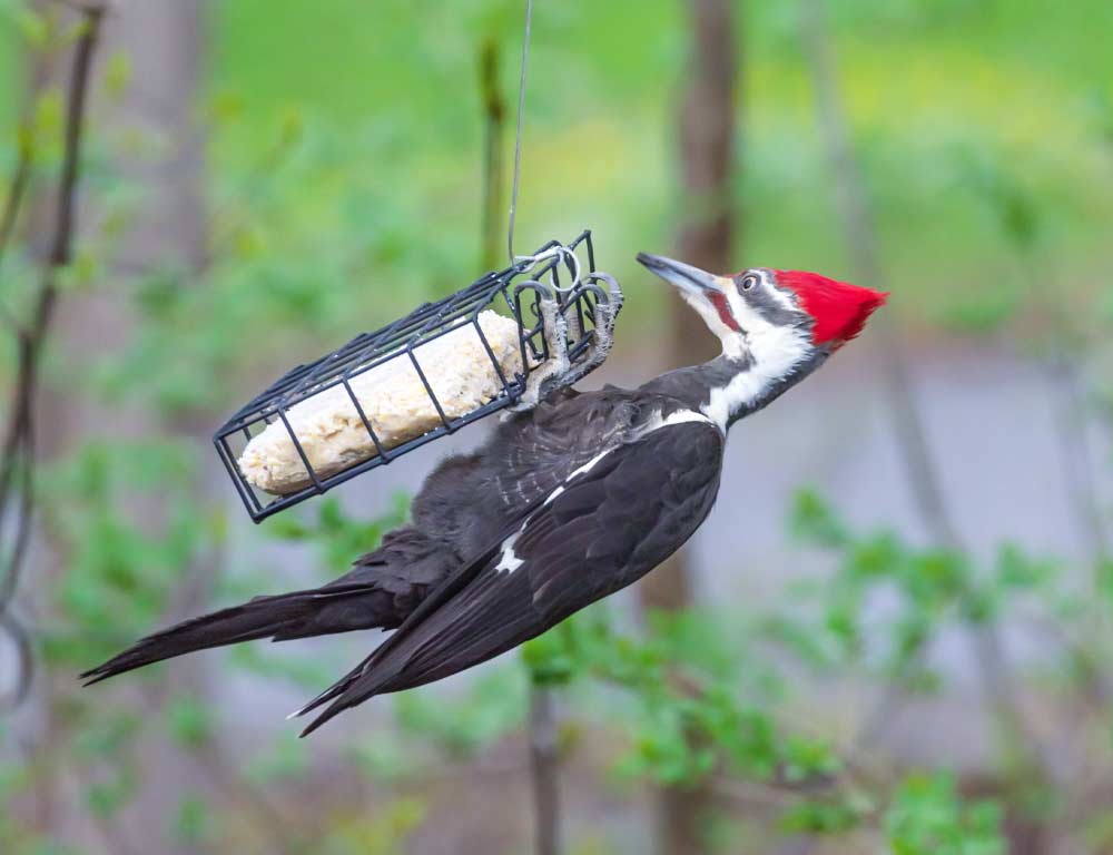 Pileated Woodpecker