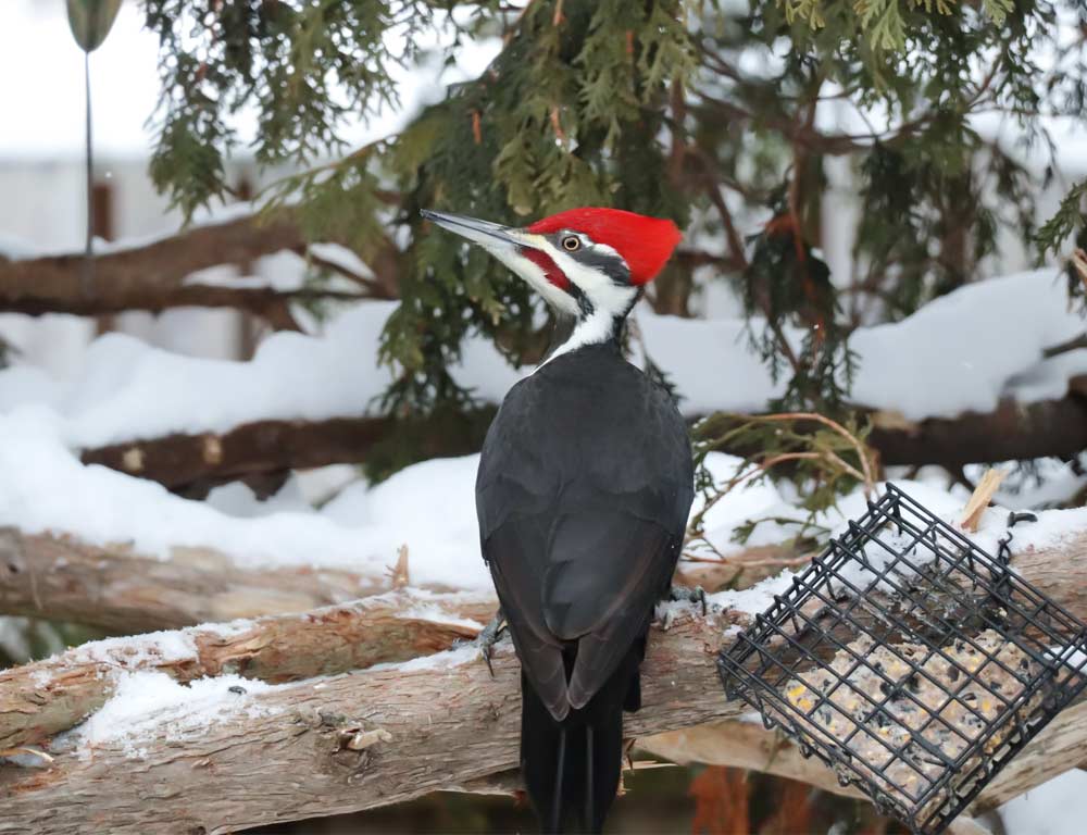 Pileated Woodpecker