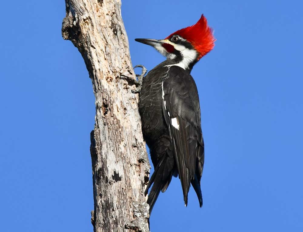 Pileated Woodpecker