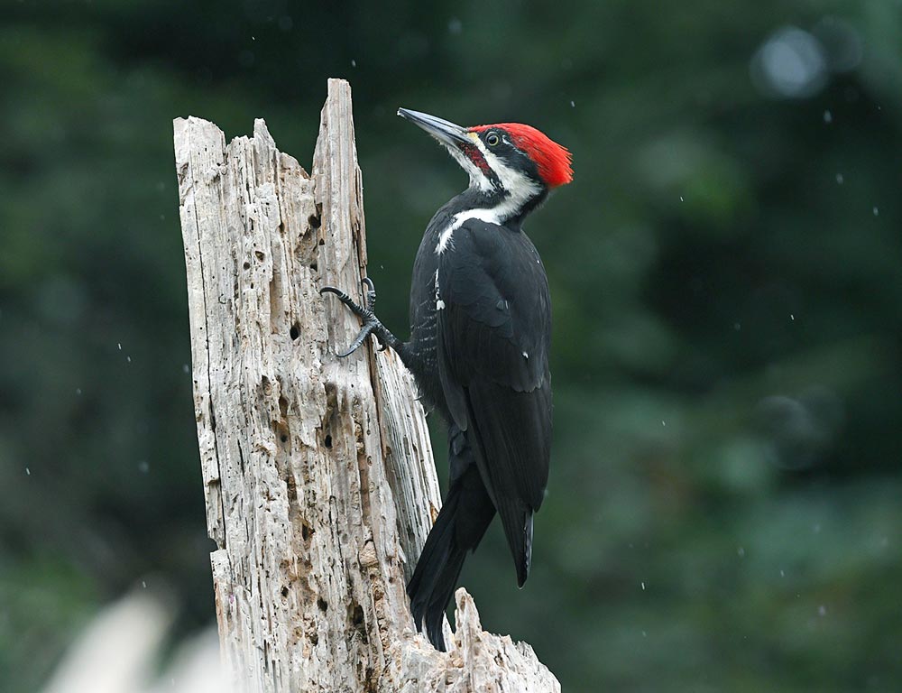 Pileated Woodpecker