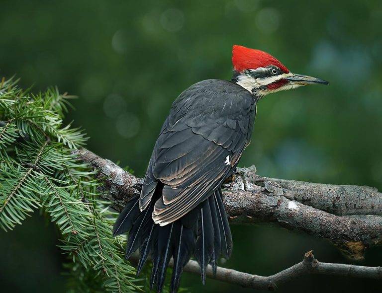 Feathers and Drumbeats: A Call to Protect 9 Woodpeckers in Illinois ...