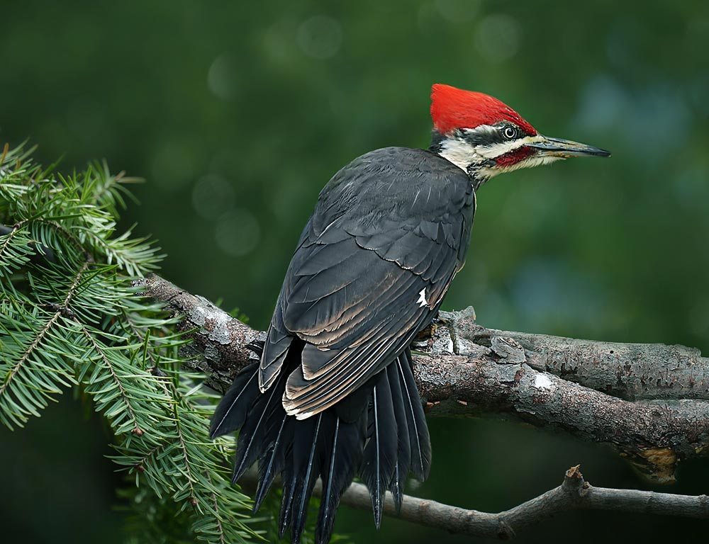 Pileated Woodpecker