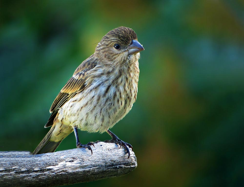 Pine Siskin