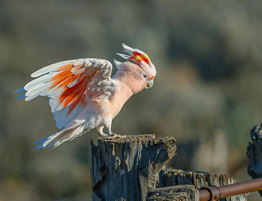 Pink Cockatoo