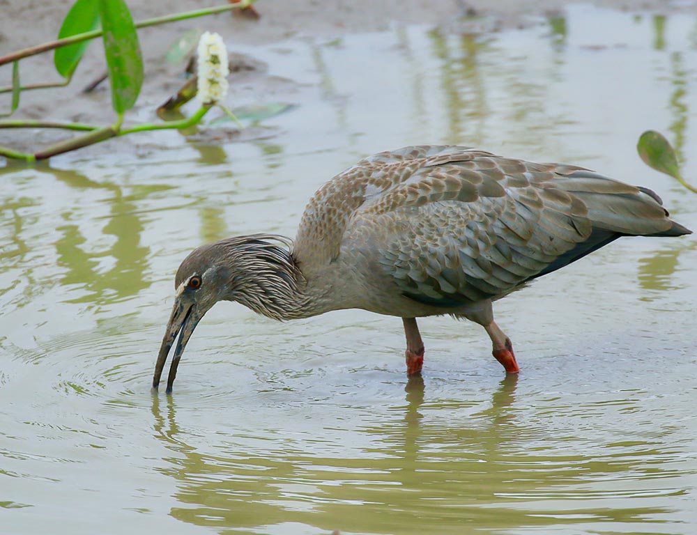 Plumbeous Ibis