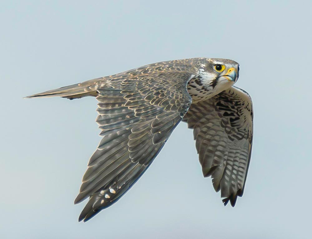 Prairie Falcon