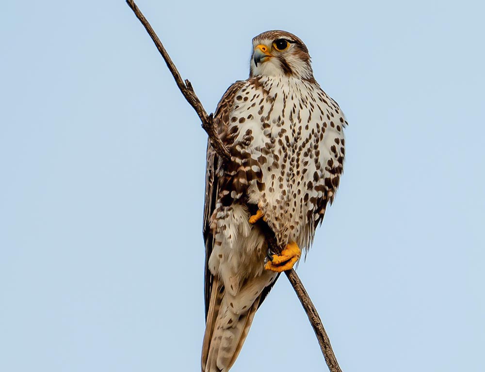 Prairie Falcon