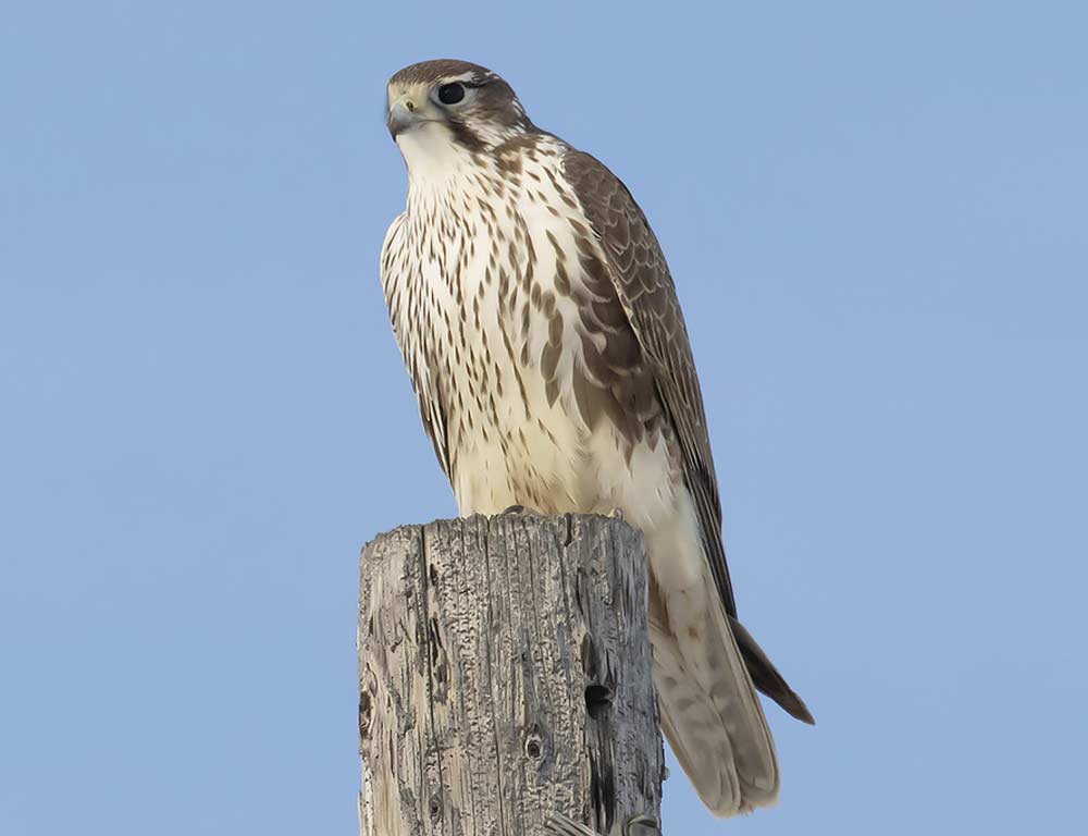 Prairie Falcon