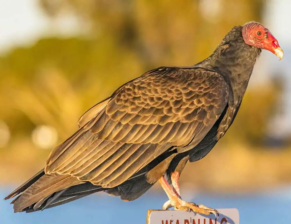Preservation Steps for Vultures in Texas