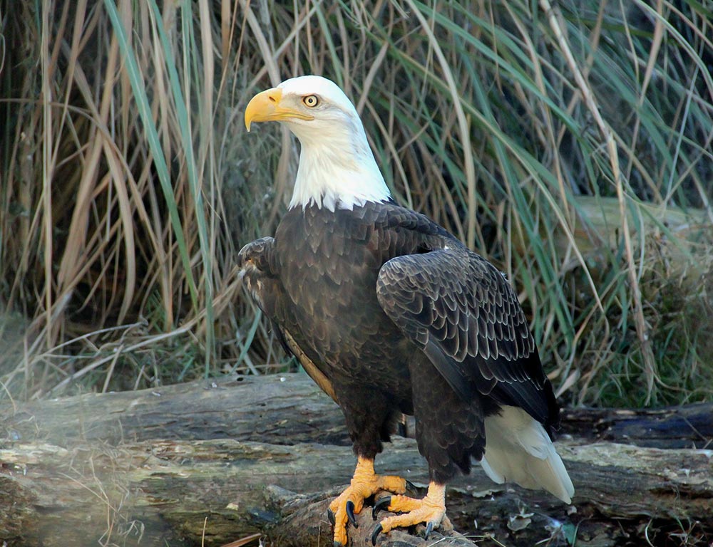 Preserve Eagles in North Carolina