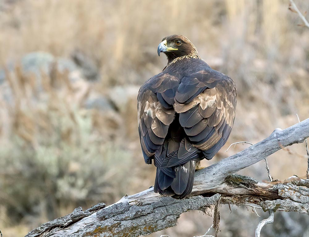 Preserve Eagles in Ohio