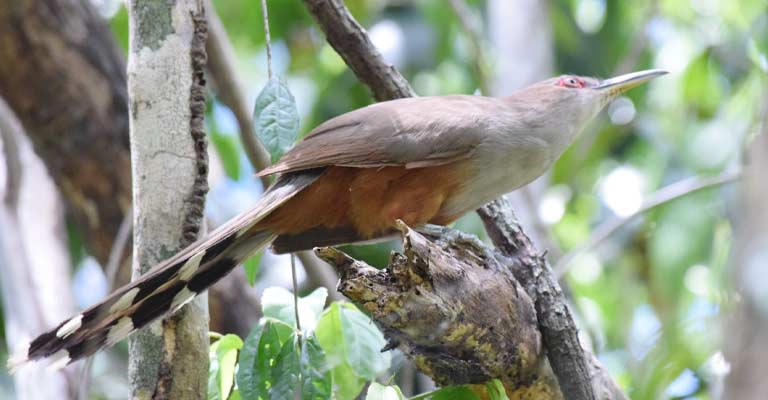 Puerto Rican Lizard Cuckoo