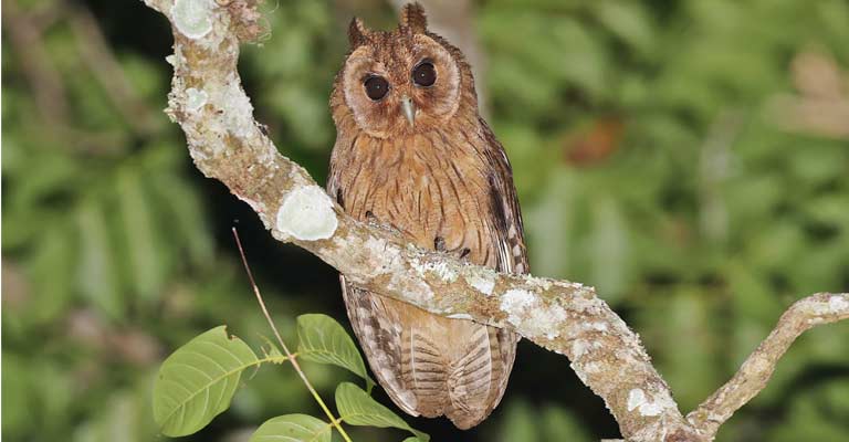 Puerto Rican Owl