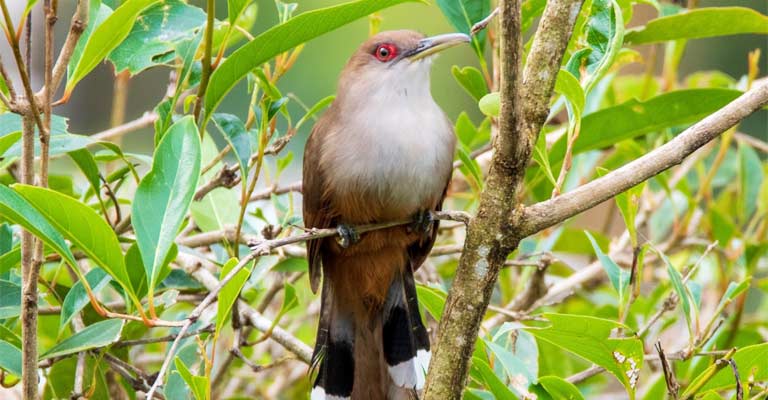 Puerto Rican lizard cuckoo