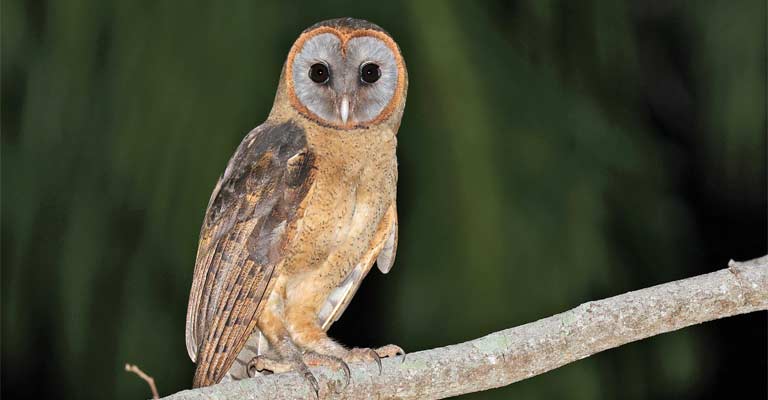 Puerto Rican owl