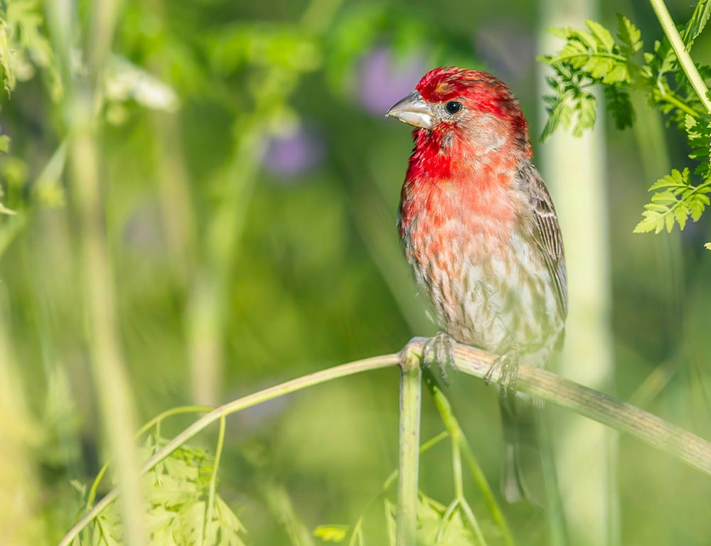 Purple Finch