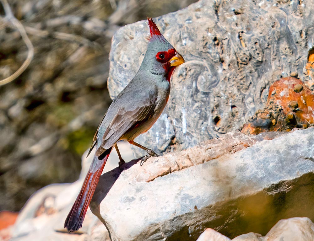 Pyrrhuloxia