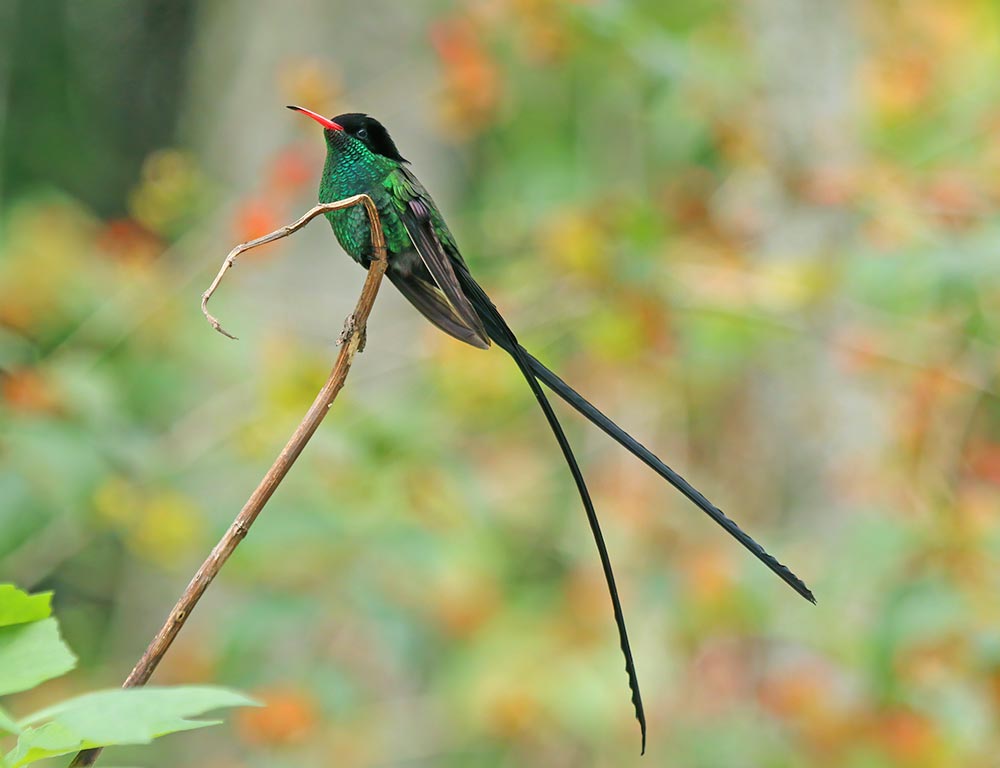 Red-Billed Streamertail