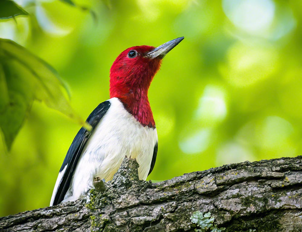 Red-Headed Woodpecker