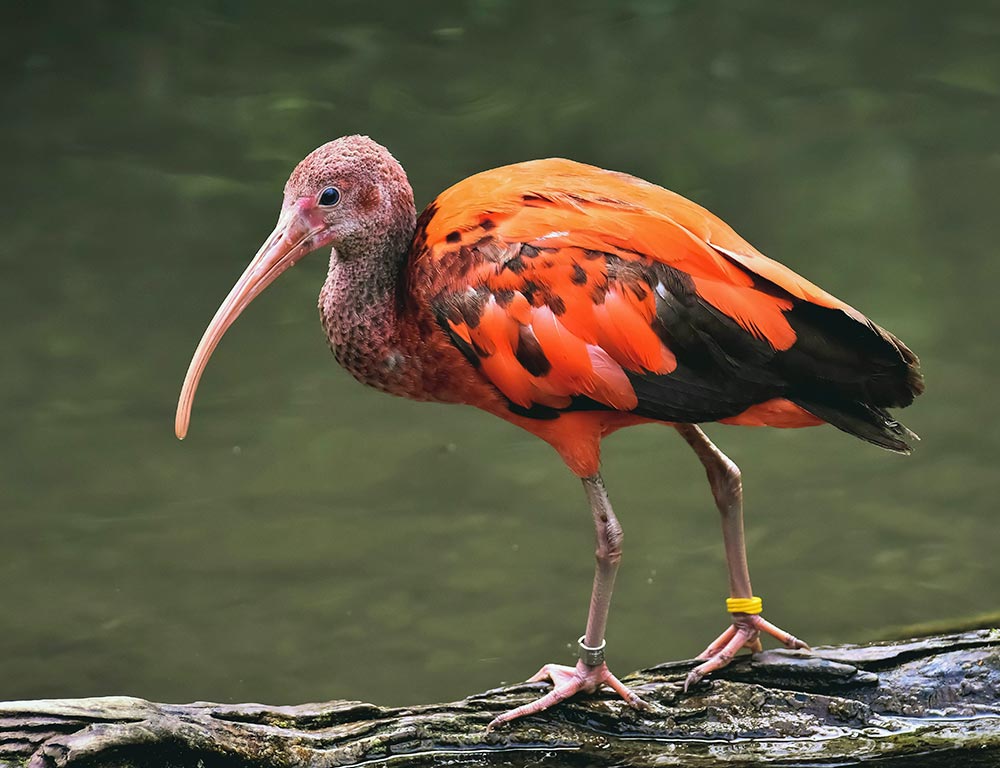 Red Ibis