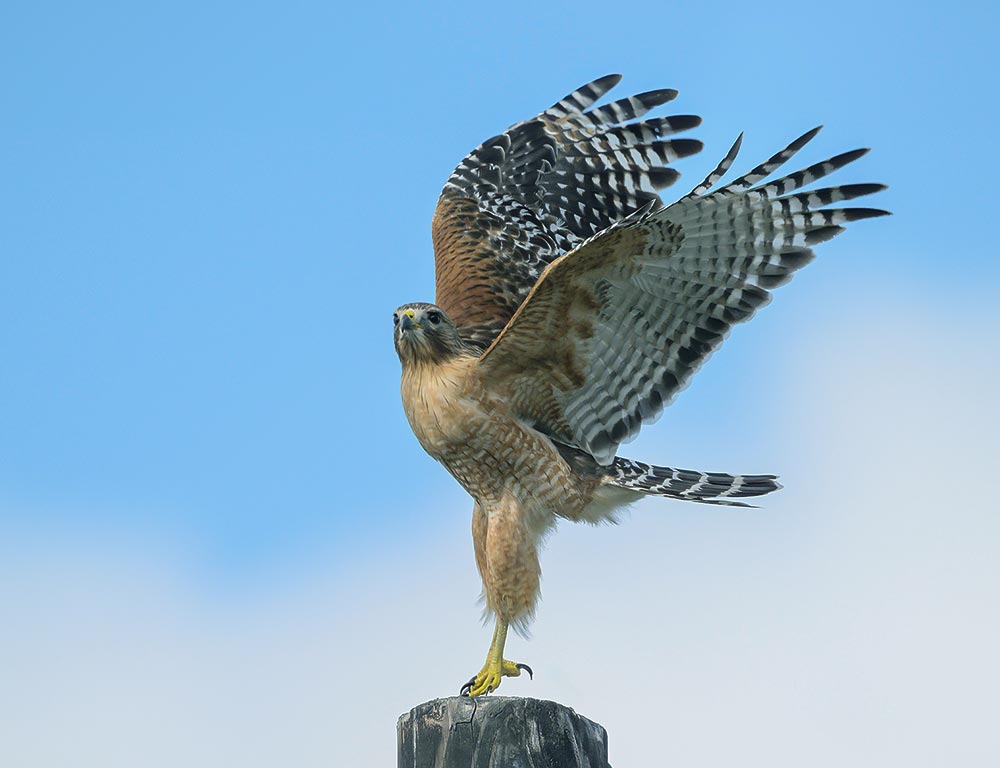 Red-Shouldered Hawk