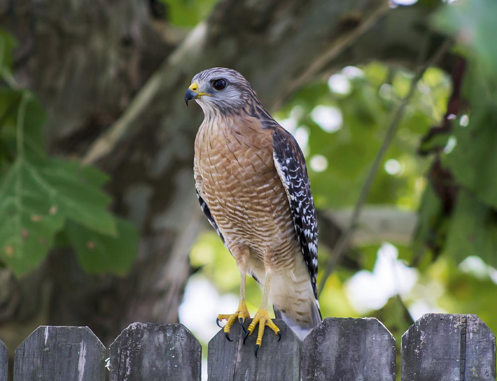 Red-Shouldered Hawk