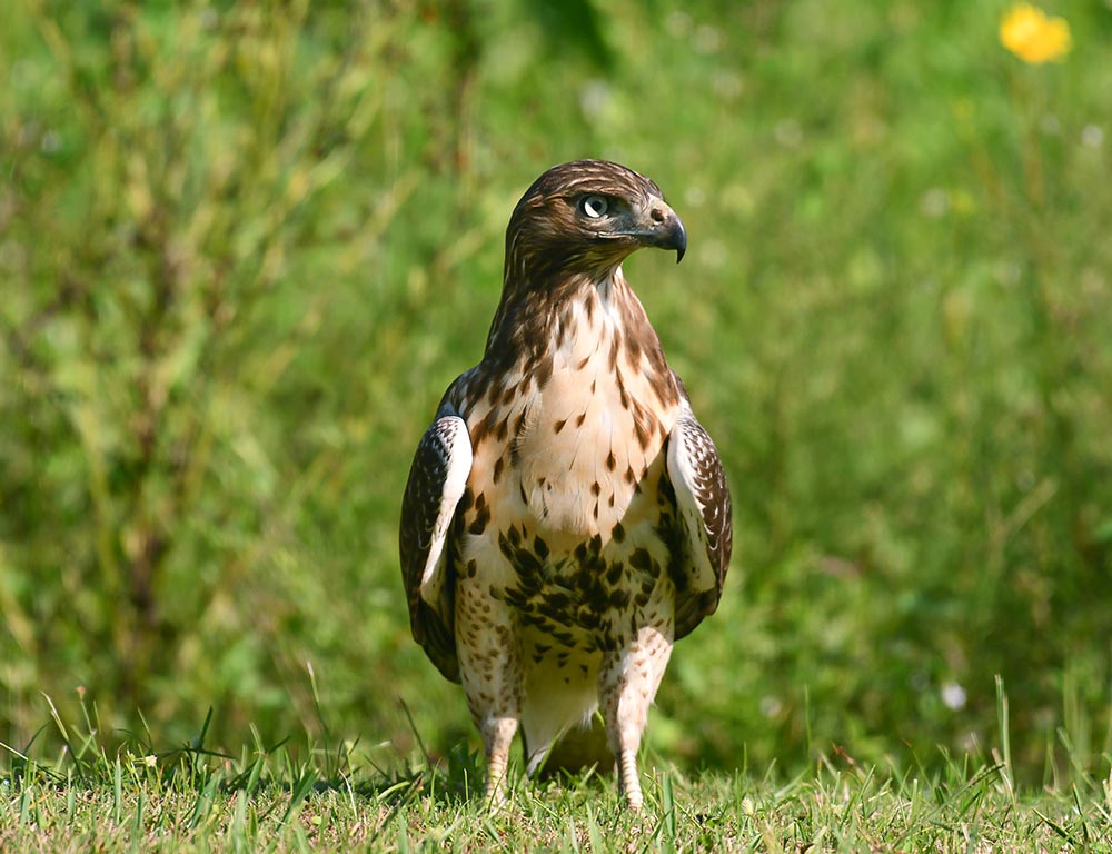 Red-Tailed Hawk