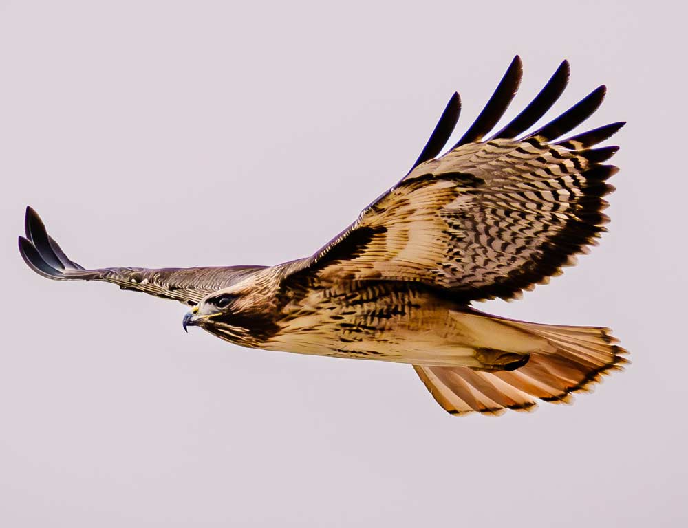 Red-Tailed Hawk