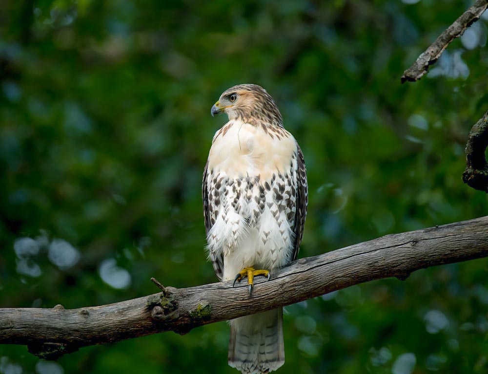 Red-Tailed Hawk