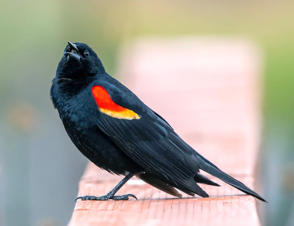 Red-Winged Blackbird