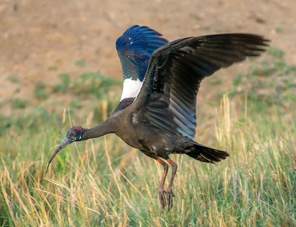 Red-and-black Ibis