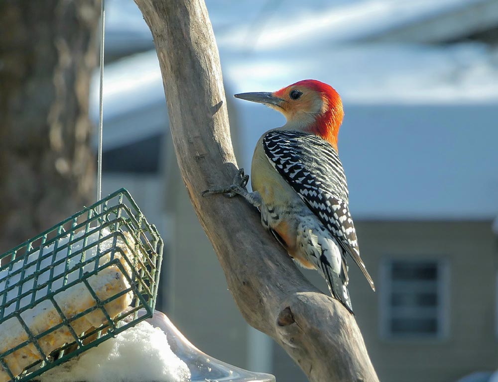 Red-bellied Woodpecker