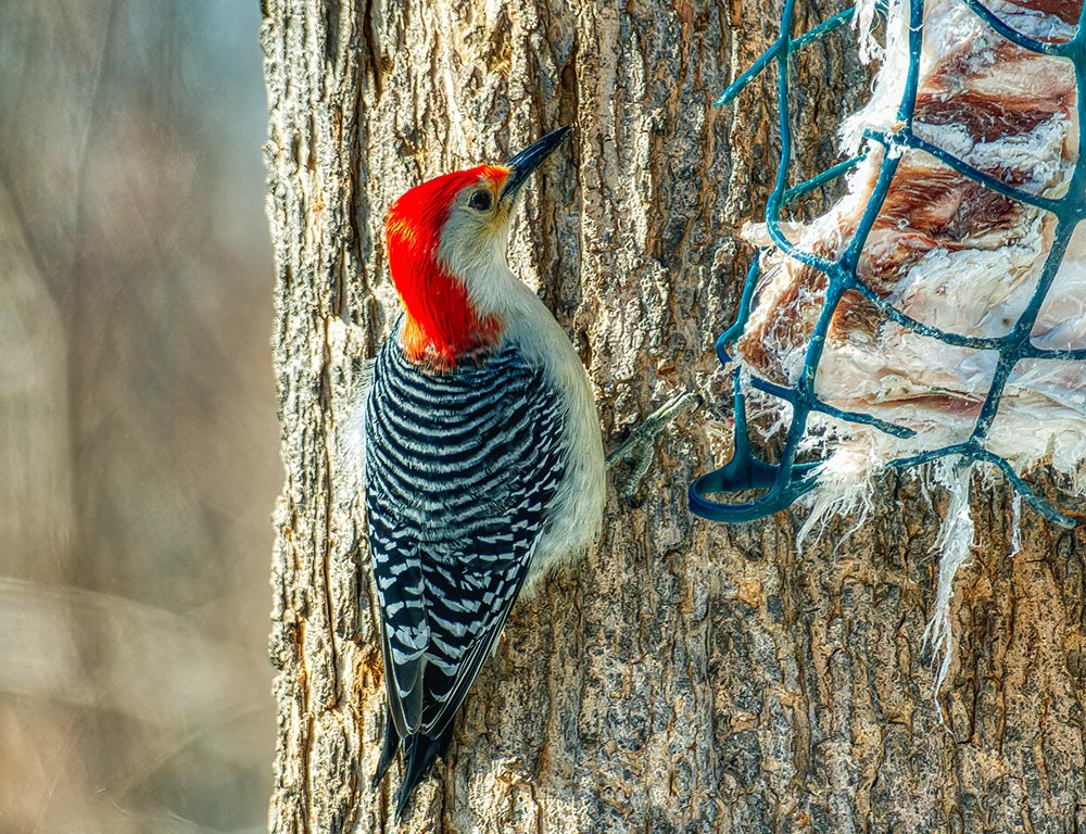 Red-bellied Woodpecker