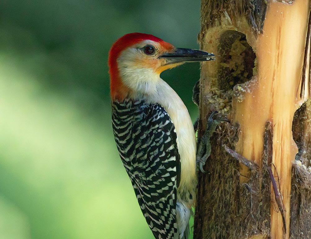 Red-bellied Woodpecker