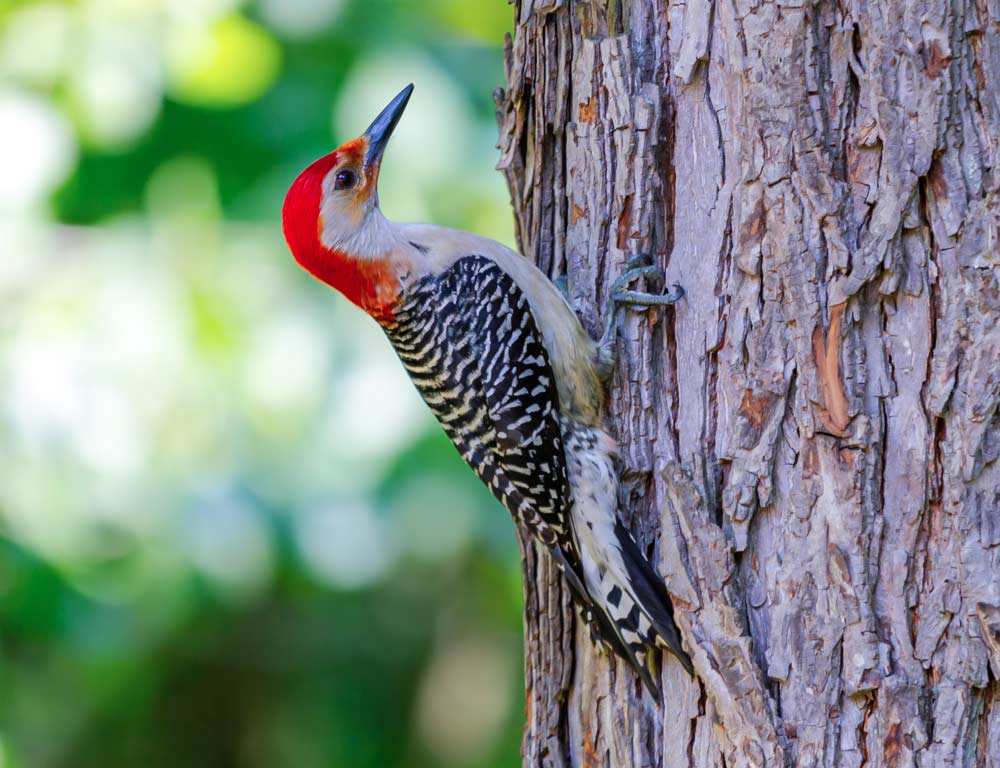 Red-bellied Woodpecker