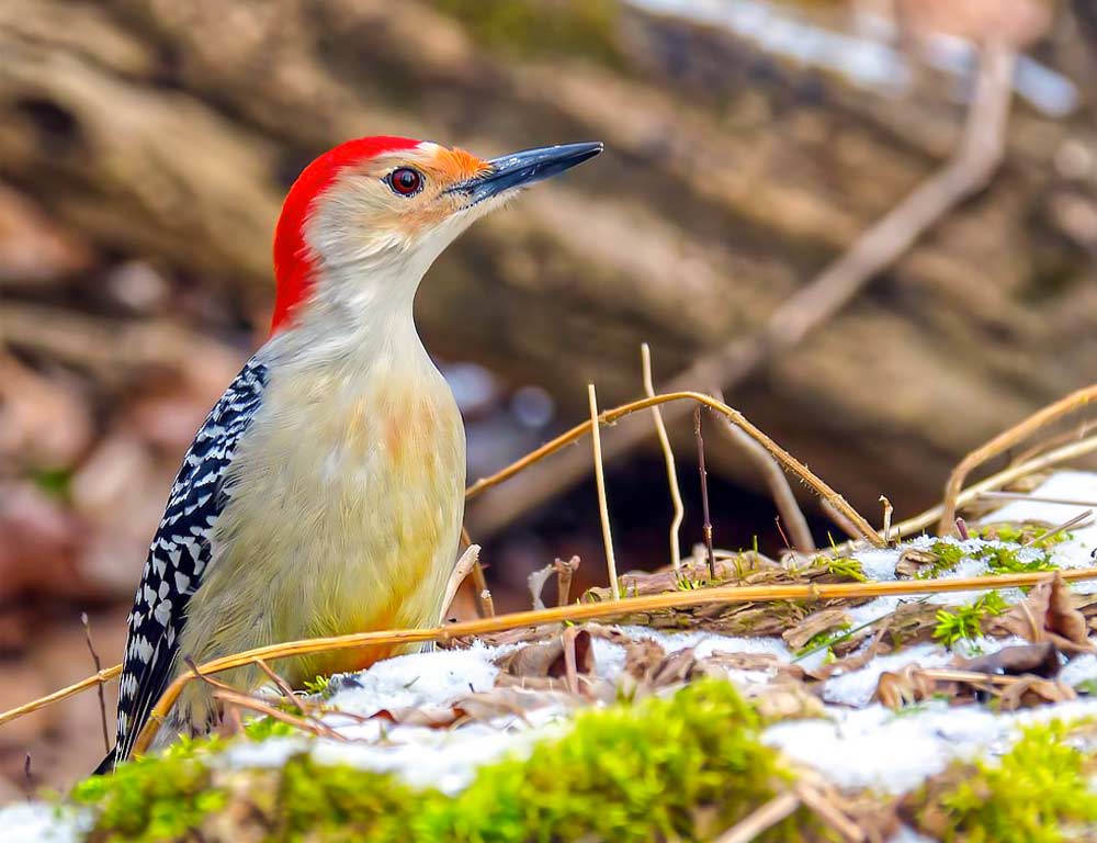 Red-bellied Woodpecker