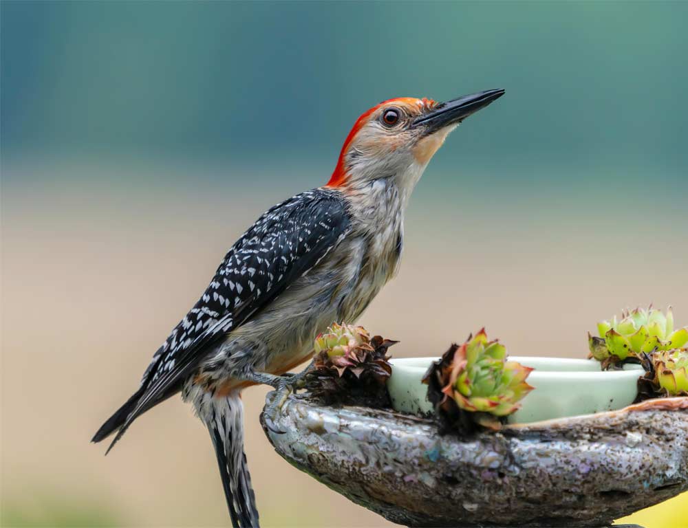 Red-bellied Woodpecker