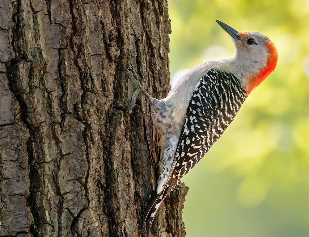 Red-bellied Woodpecker