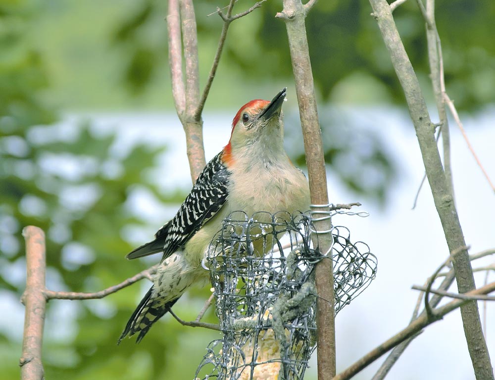 Red-bellied Woodpecker