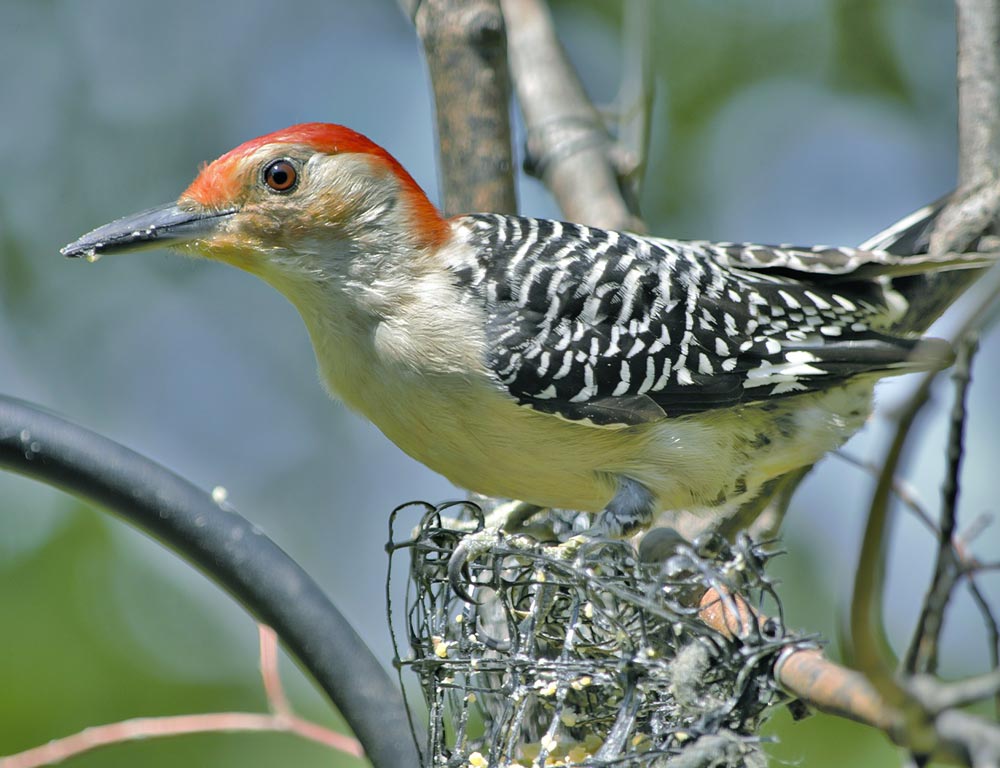 Red-bellied Woodpecker